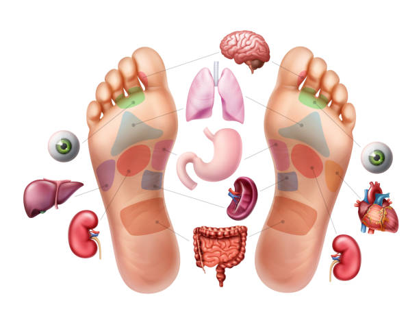 the foot and its impact on body organs